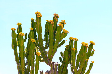 a large cactus Euphorbia canariensis