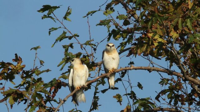 Two Immature of Black-winged kite scream for food And flying around