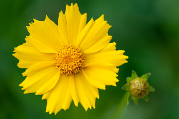 Yellow flower with yellow center.  Yellow coreopsis with selective focus and bokeh.  tickseed