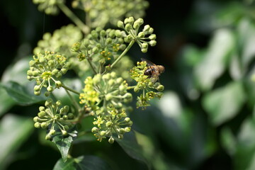 Efeu Efeublüte Insekten Bienen Wespen Fliegen Garten Ranke Giftig Zierpflanze
Grün 
