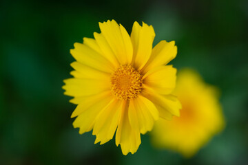 Yellow flower with yellow center.  Yellow coreopsis with selective focus and bokeh.  tickseed
