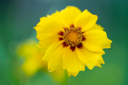 Yellow flower with yellow red center.  Yellow coreopsis with selective focus and bokeh.  tickseed