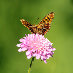 Fritillary butterfly (Argynnis sp.) sitting with open wings on a pink widow flower against a green background