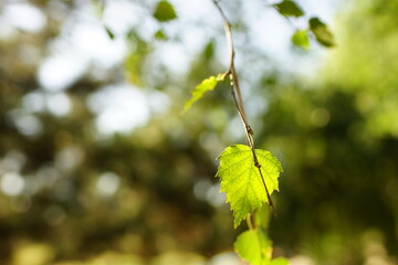 birch tree with green leaves in blue sky background