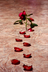 rose on the floor with fallen petals in the form of a blood trail