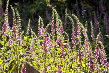 Obraz premium Filed of flowering foxgloves (Digitalis purpurea) in strong sunlight in the foreground and shadow in the background