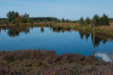Sumpflandschaft im Hohen Venn mit Wassertümpeln - Brackevenn bei Mützenich
