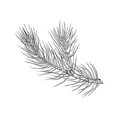 Pine branch. Hand drawn vector illustration.