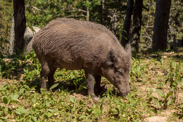 Female wild boar (Sus scrofa) in full sunshine, searching among vegetation for food