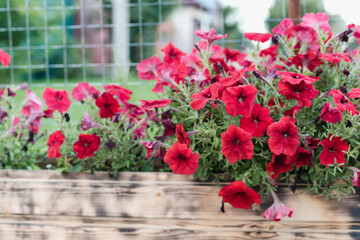 flower bed with red flowers, Red flowers, red flowers in the front garden