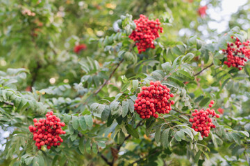 bunches of rowan, red rowan fruits, rowan bush