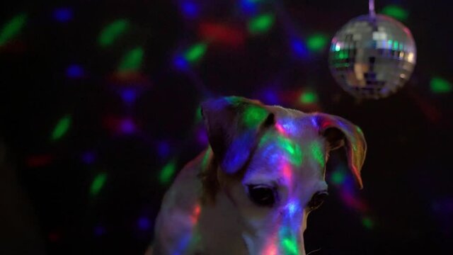 Cute small Dog night disco club close up looking attentively curiously. Jack Russell terrier having fun going out Video footage night life disco ball lights atmosphere dark background. Party hard pet 