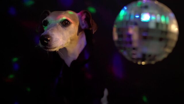 dog in black clothes with indifferent apathetic bored sad face at disco party chews looking side. Party hard night atmosphere, dark background with colored lights  rotating mirror ball. Video footage