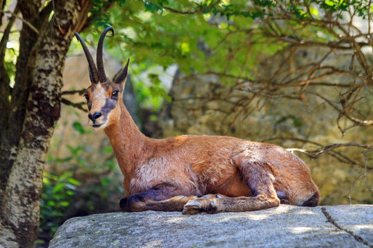 Izard, or Chamois of the Pyrenees (Rupicara rupicara) lying in the shadow in a mountainous forest; the animal is considered a symbol of the pyrenees
