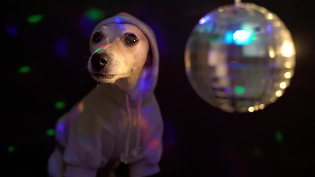 Disco dog in a gray sweater clothes looks thoughtfully, chews, then leaves. Party hard party atmosphere, dark background with colored lights and rotating mirror ball. Video footage funny cool pets