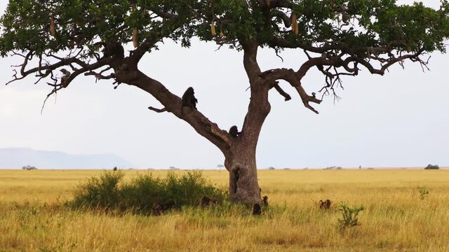 baboons sitting on a kigelia tree