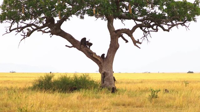 baboons sitting on a kigelia tree