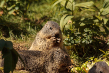Eating Alpine Marmots