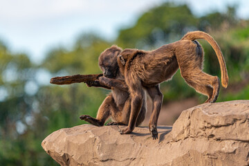 Monkey playing with stick
