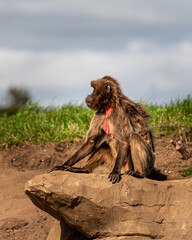 Gelada monkey sitting on the rock