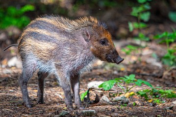 Baby wild boar in the woods
