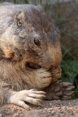 Naklejka na ściany i meble Alpine marmot nibbling on some food (close up)
