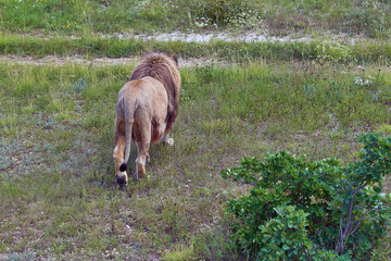 Lion walks on the territory of the reserve. Big cat walking away from camera