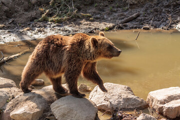 European mammals: female brown bear