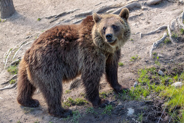 European mammals: male brown bear