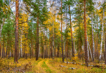 Obraz premium Picturesque autumn landscape with mixed forest and road in cloudy day. Pine and birch trees and trail covered with yellow leaves. Beautiful autumnal nature, season changing concept