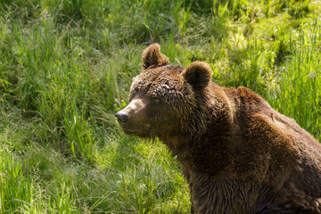 European mammals: male brown bear