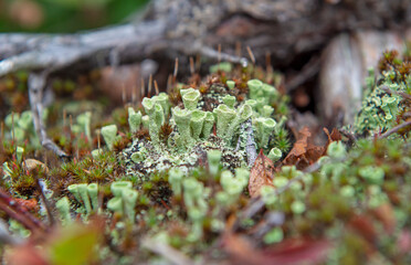 Pixie Cup Lichens in the forest