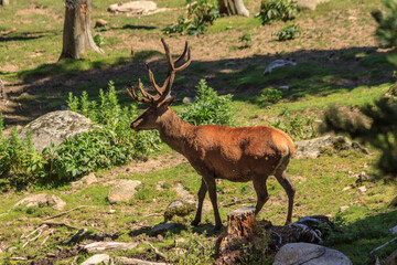 Side view of a male red deer in a sunny meadow