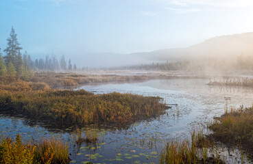 Misty morning at the bog