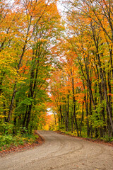 Obraz premium dirt road and autumn in the forest