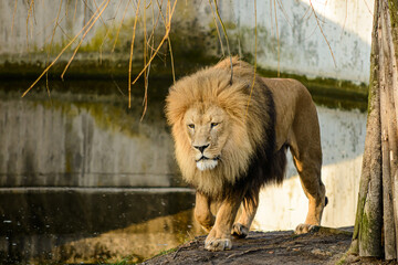 Stehender Löwe von vorne im Zoo Münster, Deutschland