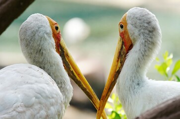 Two birds looking at each other with its long beak