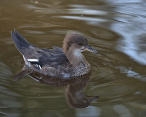 Female Hooded Merganser on water.