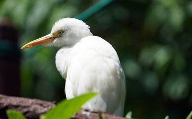 great white heron seated on a tree branch