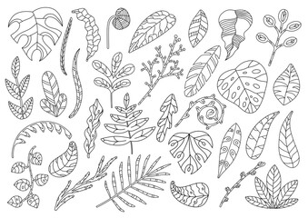 Set of decorative leaves and floral elements. A collection of hand-drawn twigs and leaves. Vector illustration