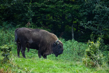 European Bison (Bison bonasus) on a forest meadow. Carpathian Mountains. Poland.