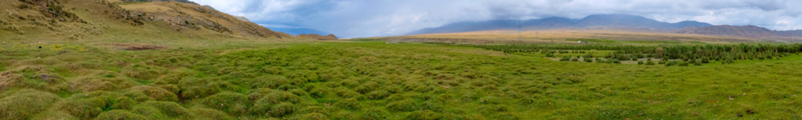 Obraz premium Green grass tussocks on mountain valley. Beautiful natural landscape. Tourism concept. Beautiful natural wallpaper. Borokhudzir line, Kazakhstan.