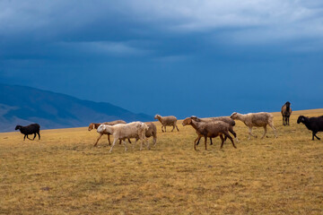 Fototapeta na wymiar Bunch of sheeps grazing on mountain plateu with rain cloud background. Mountain valley landscape. Spring farm field landscape. Borokhudzip plateau, Kazakhstan.