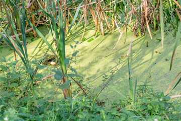 Abandoned wild pond with mud in the middle of the city park