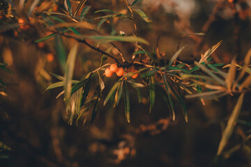 sea buckthorn berries