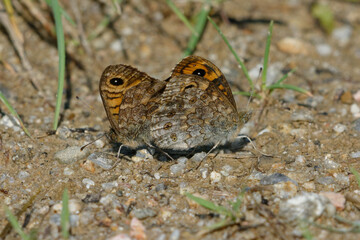 Mating of Wall browns (Lasiommata megera) 