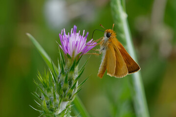 Lulworth skipper (Thymelicus acteon) foraging a flower