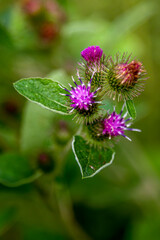 Amazing Thistle
