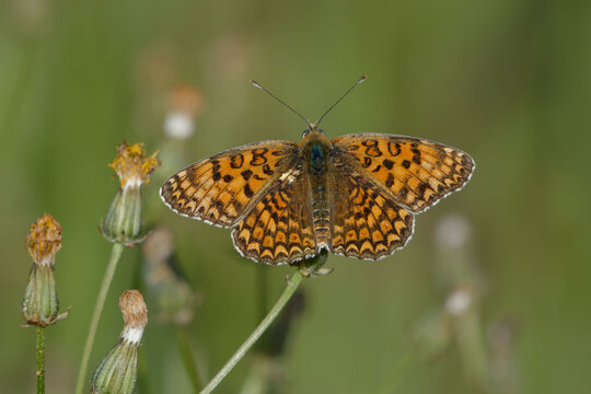 Female Knapweed Fritillary (Melitaea Phoebe)