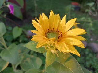 Aufblühende Sonnenblume